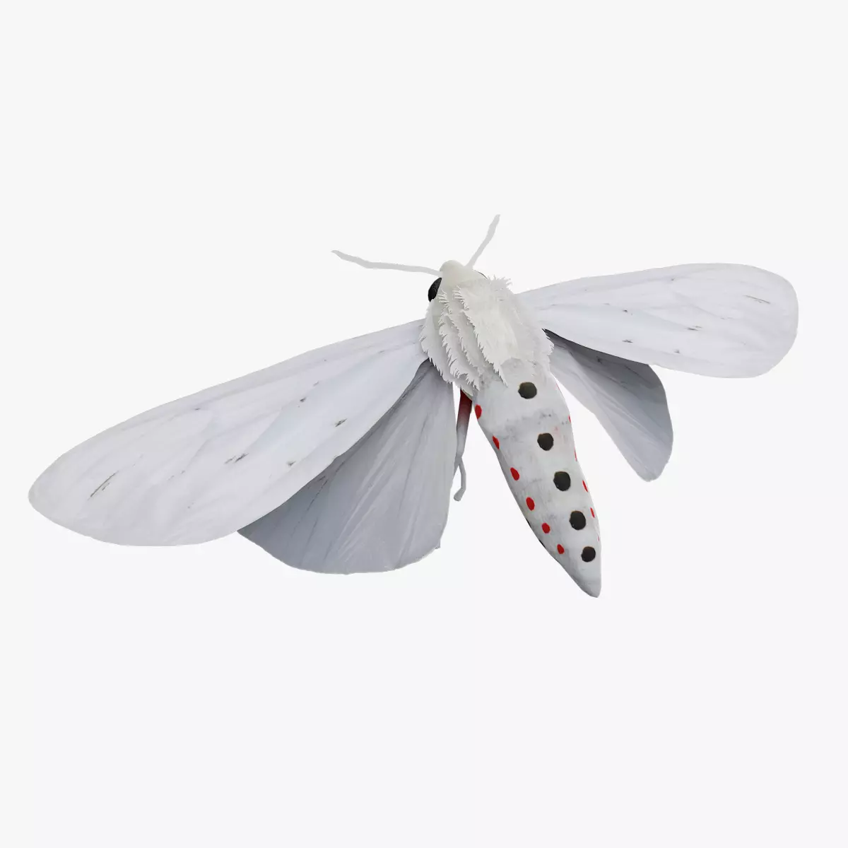 Moth Chionarctia nivea Low-poly 3D model