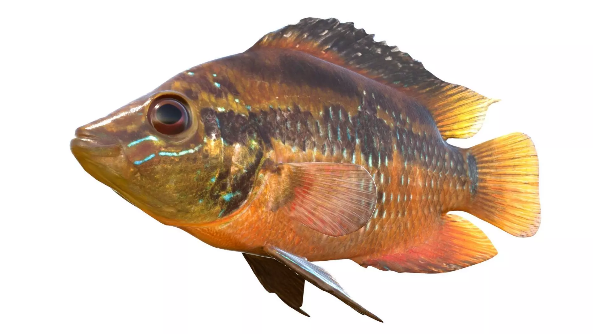 Yellowbelly Cichlid Low-poly 3D model
