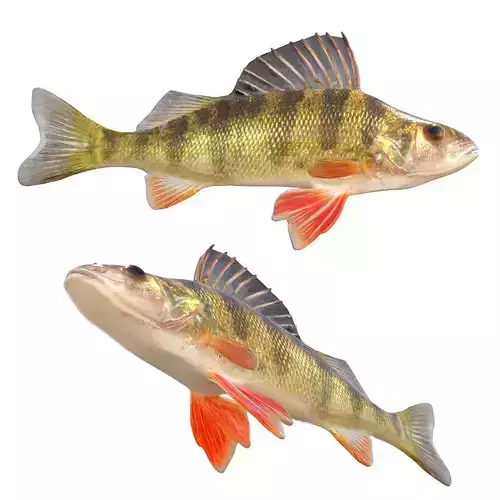 Yellow Perch