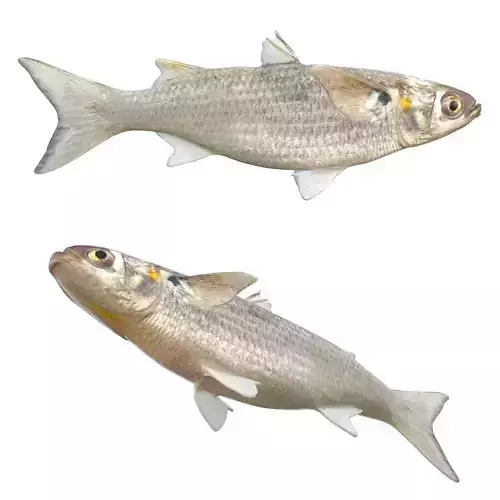 White Mullet