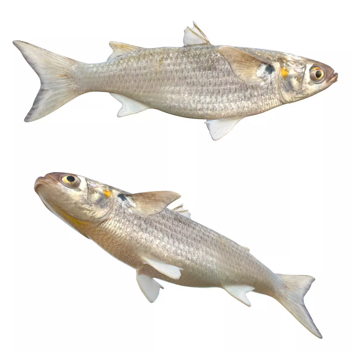 White Mullet Low-poly 3D model