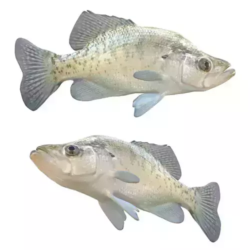 White Crappie