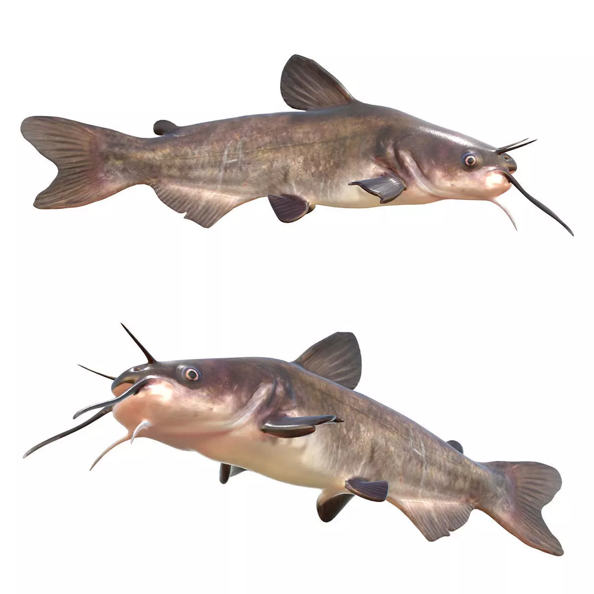 White Catfish Low-poly 3D model