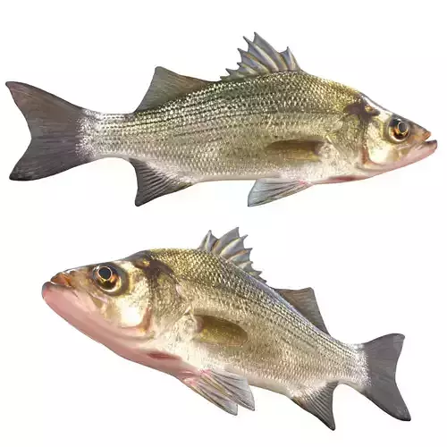 White Bass