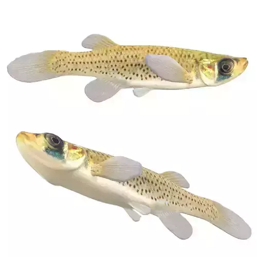 Western Starhead Topminnow
