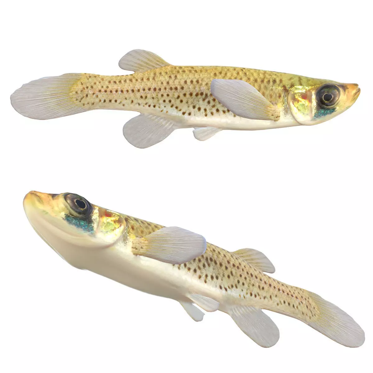 Western Starhead Topminnow Low-poly 3D model