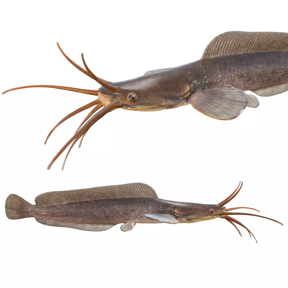 Walking Catfish Low-poly 3D model