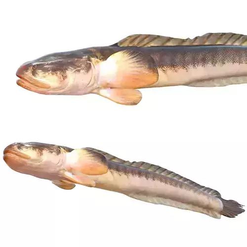 Violet Goby