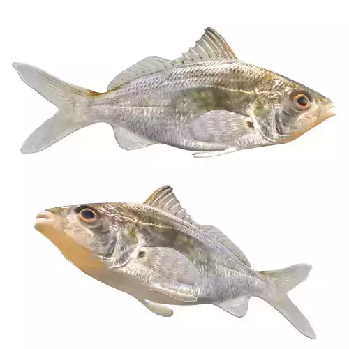 Tidewater Mojarra