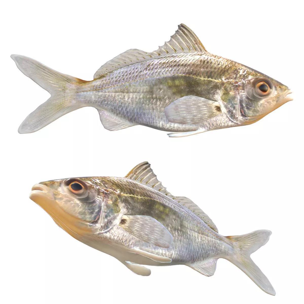 Tidewater Mojarra Low-poly 3D model