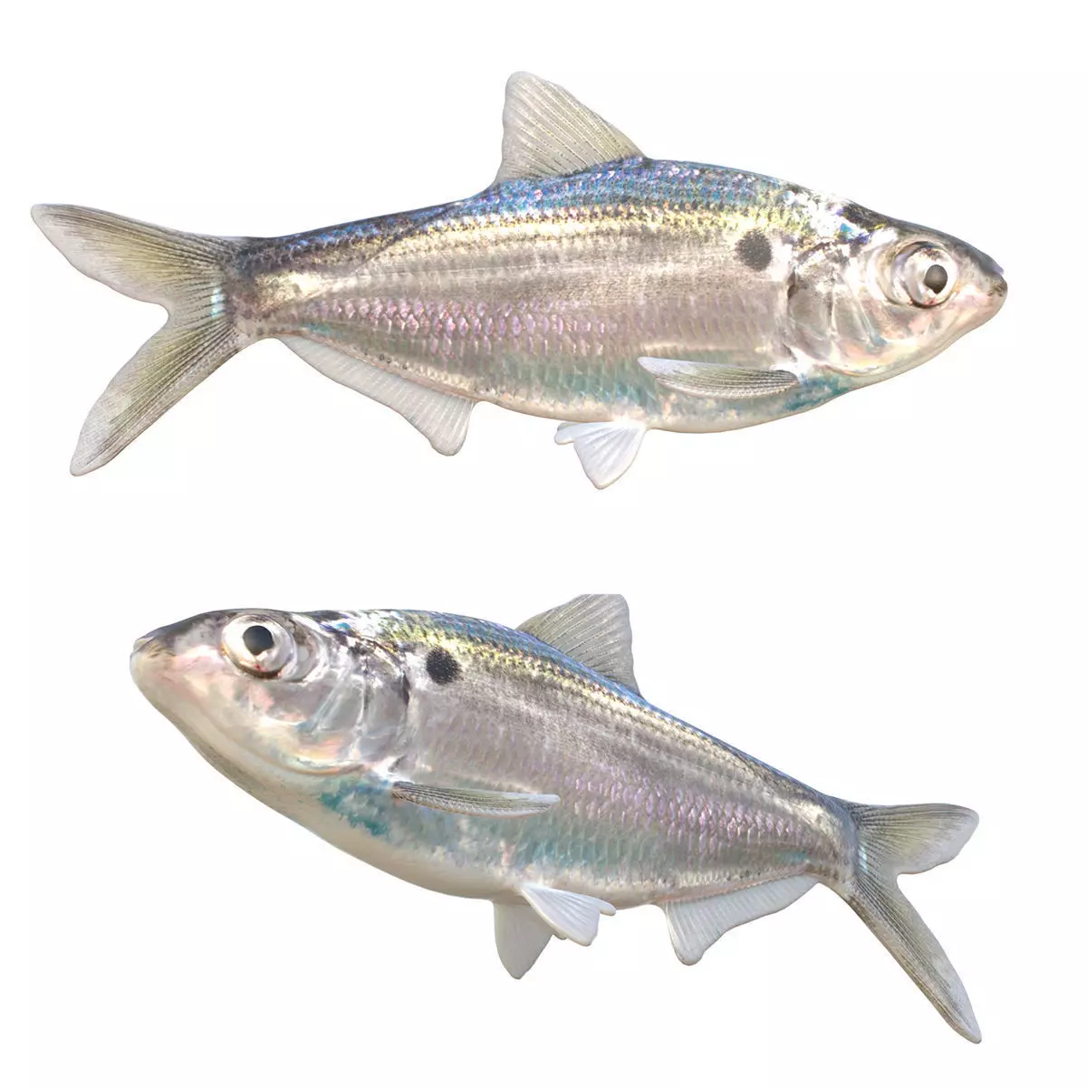 Threadfin Shad Low-poly 3D model