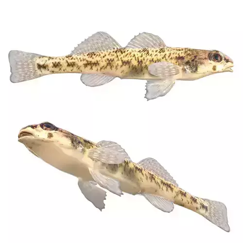 Tessellated Darter