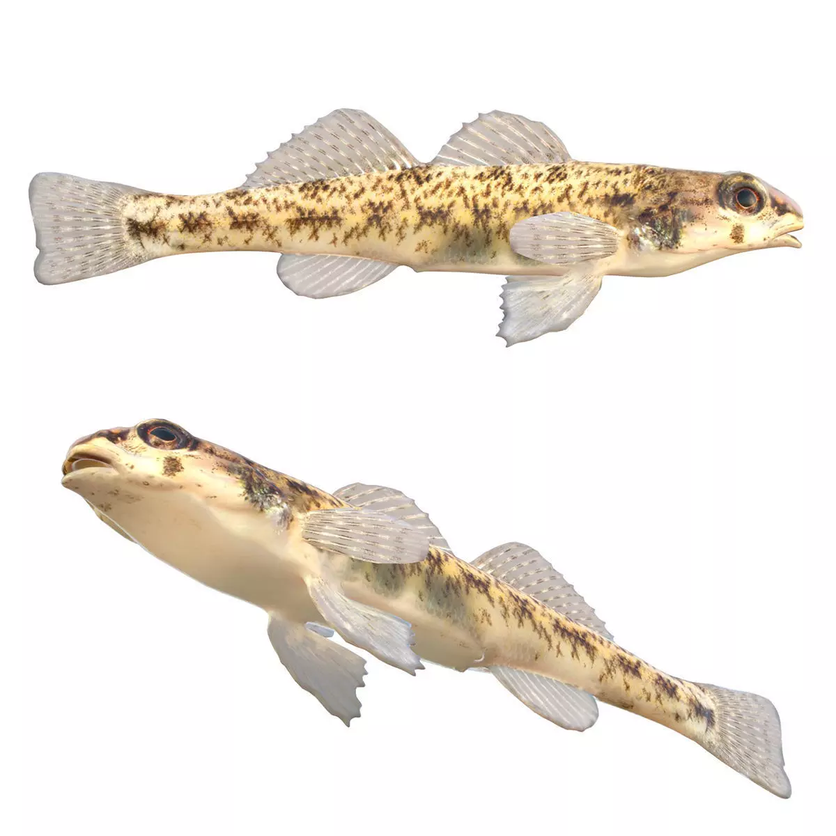 Tessellated Darter Low-poly 3D model