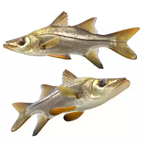 Tarpon Snook