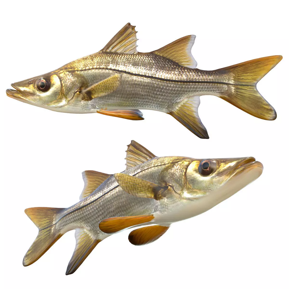 Tarpon Snook Low-poly 3D model