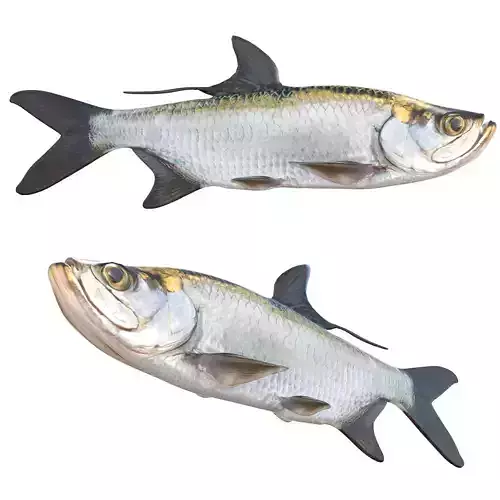 Tarpon