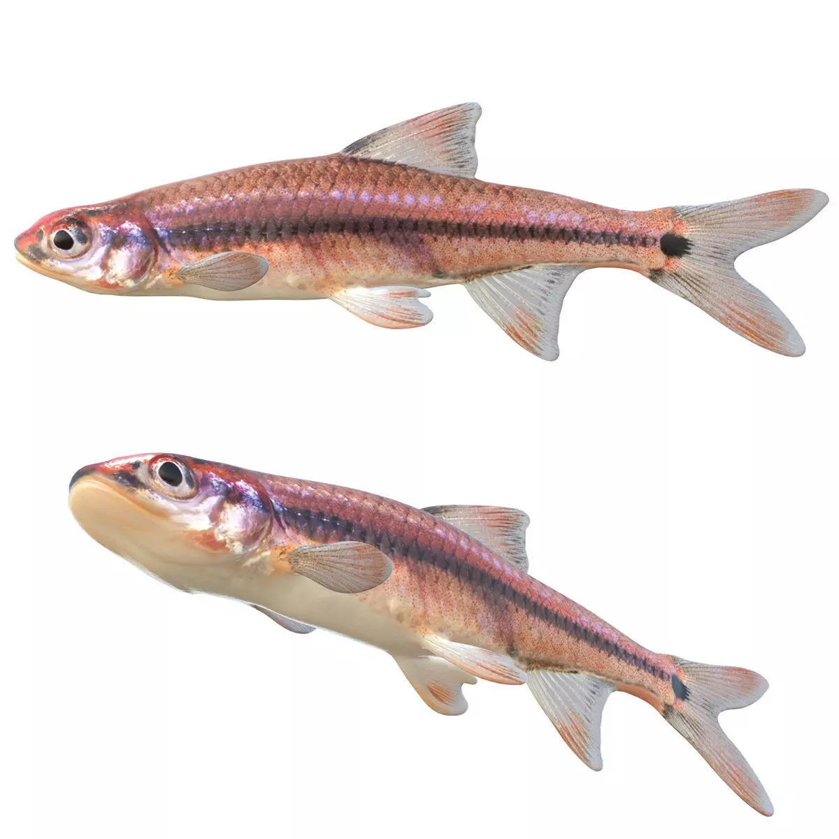 Taillight Shiner Low-poly 3D model