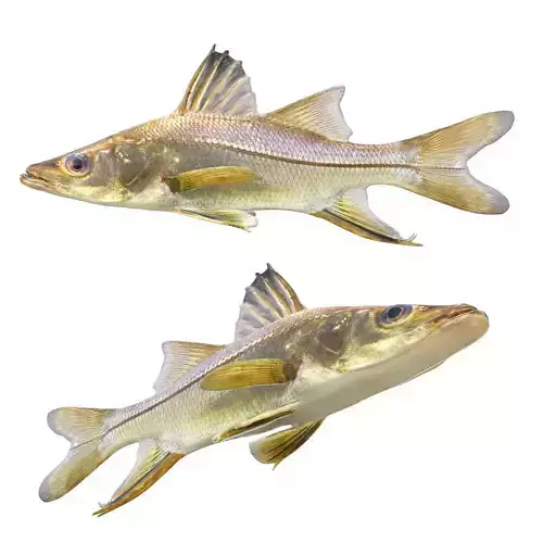 Swordspine Snook