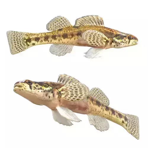 Swamp Darter