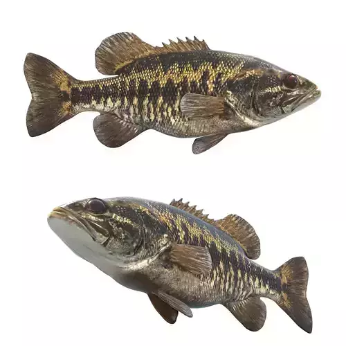 Suwannee Bass