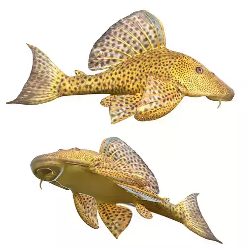 Suckermouth Catfish
