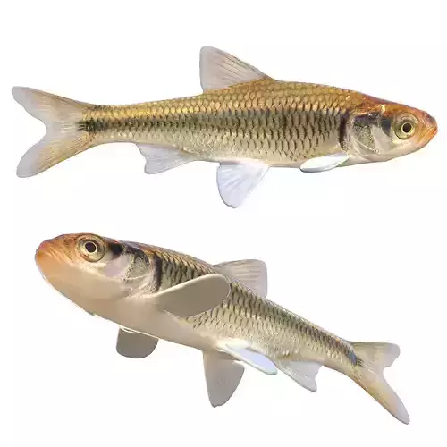 Striped Shiner
