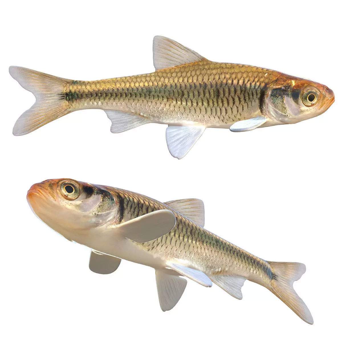 Striped Shiner Low-poly 3D model