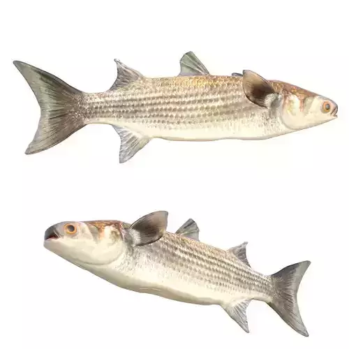 Striped Mullet