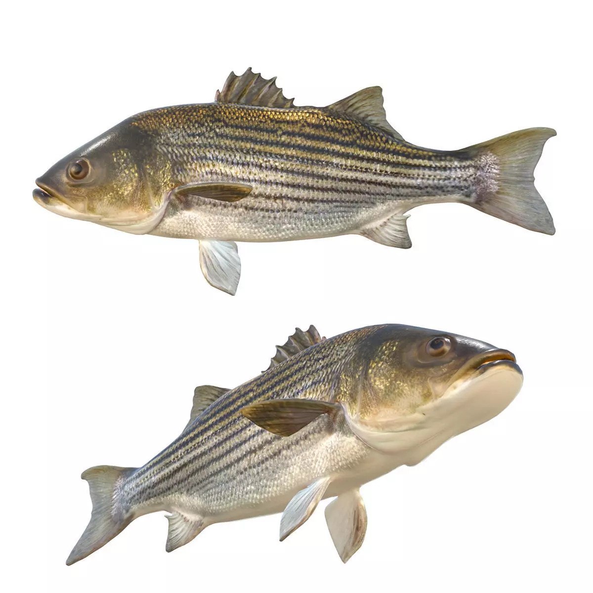 Striped Bass Low-poly 3D model