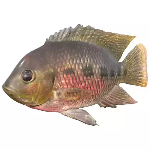 Spotted Tilapia