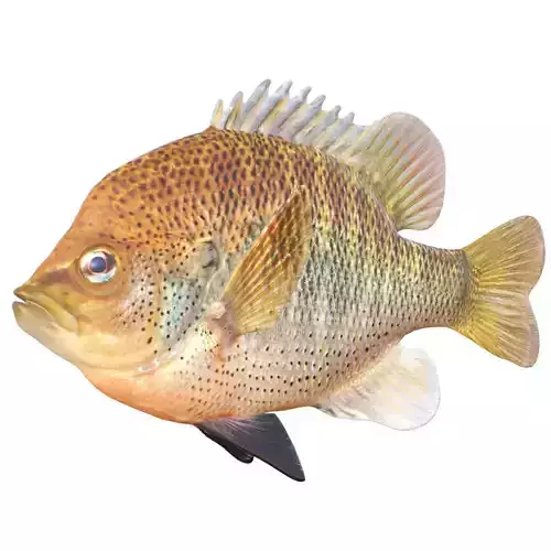 Spotted Sunfish