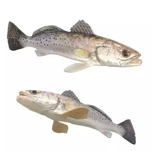 Spotted Seatrout