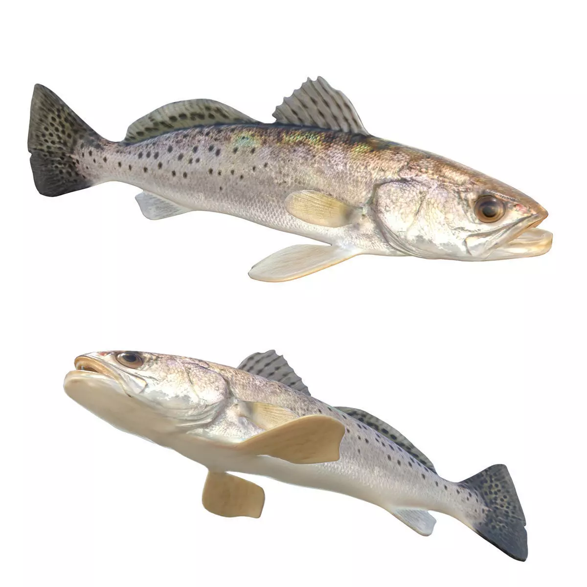 Spotted Seatrout Low-poly 3D model