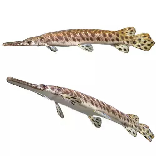 Spotted Gar