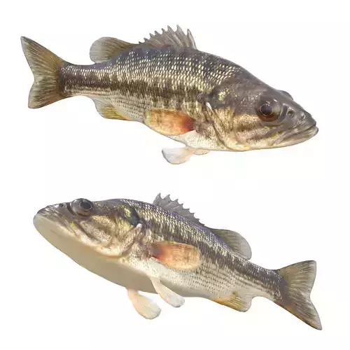 Spotted Bass