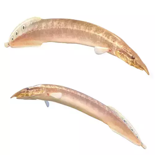 Spotfin Spiny Eel