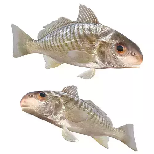 Spot fish