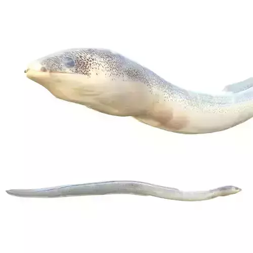 Speckled Worm Eel