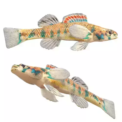 Speckled Darter