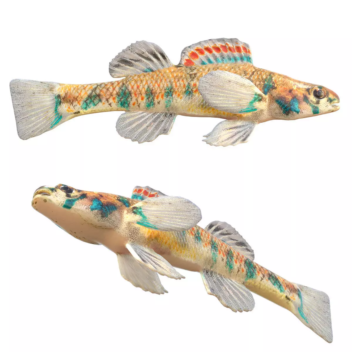Speckled Darter Low-poly 3D model
