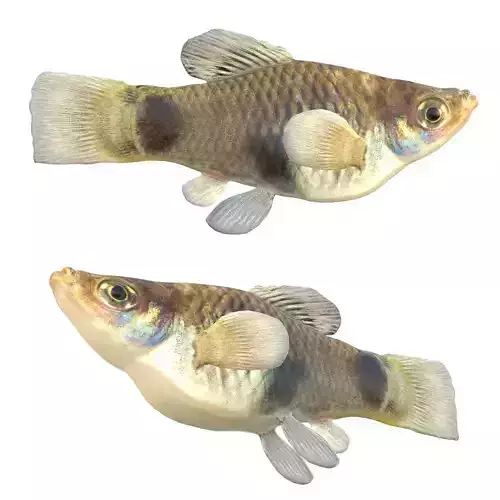 Southern Platyfish