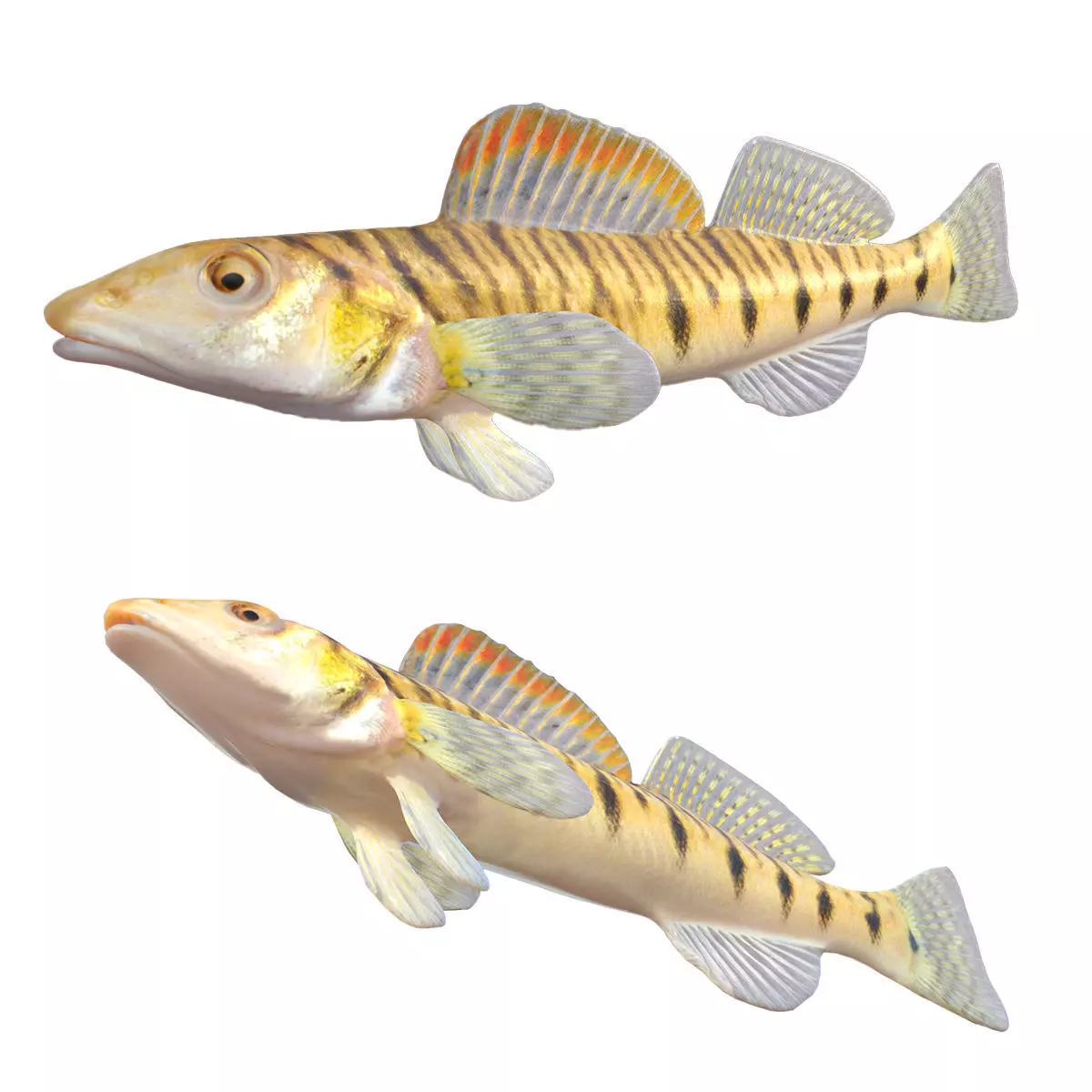 Southern Logperch Low-poly 3D model