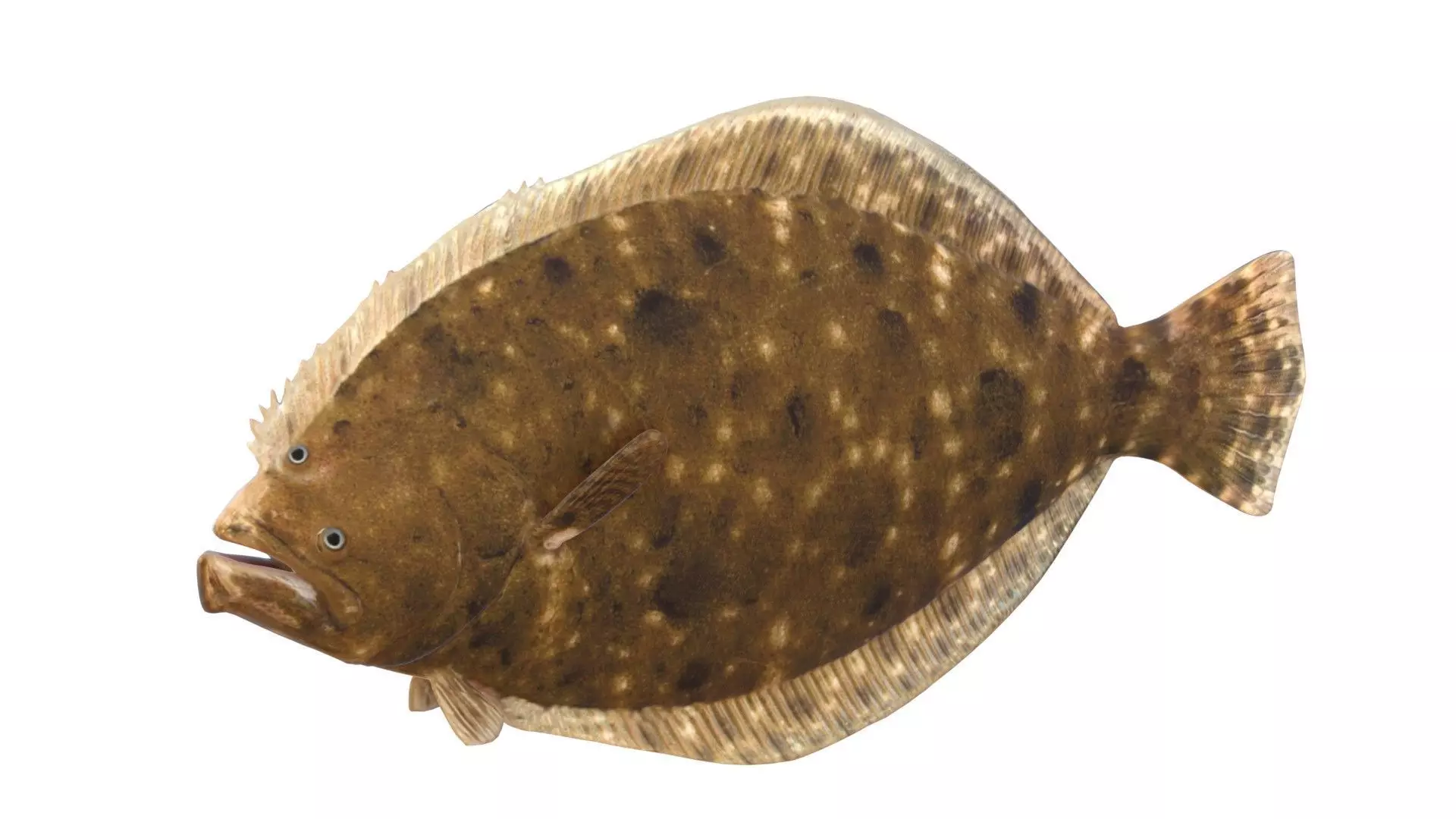Southern Flounder Low-poly 3D model