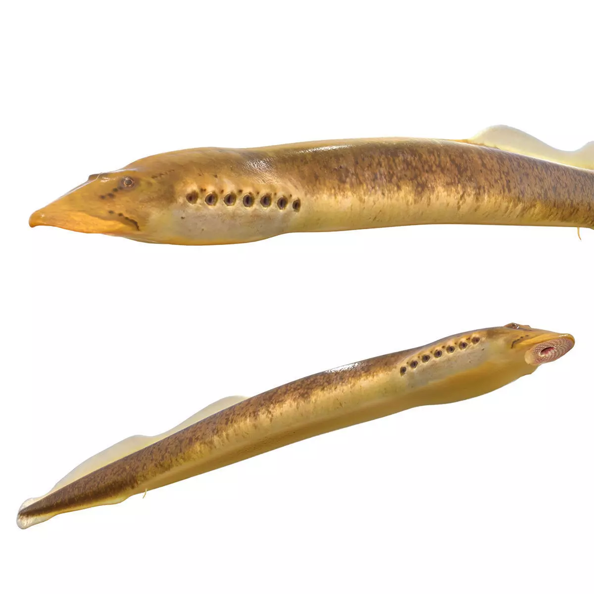 Southern Brook Lamprey Low-poly 3D model