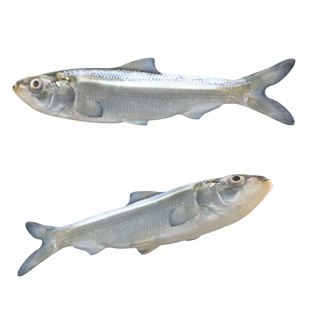 Skipjack Herring Low-poly 3D model