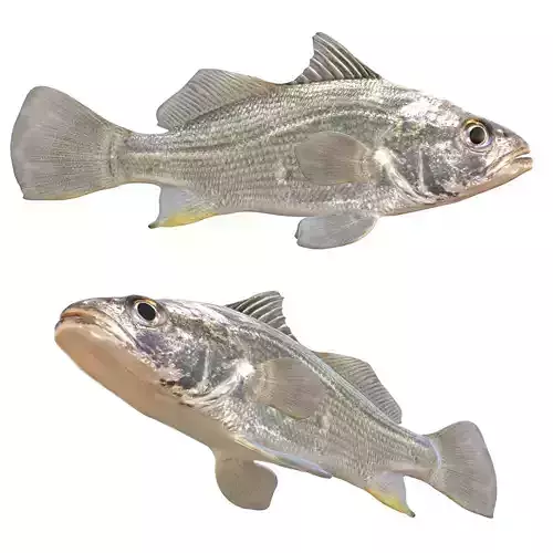 Silver Perch