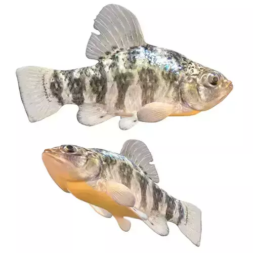 Sheepshead Minnow