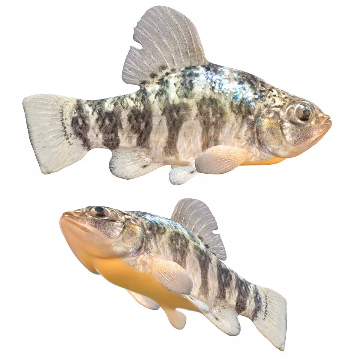 Sheepshead Minnow Low-poly 3D model