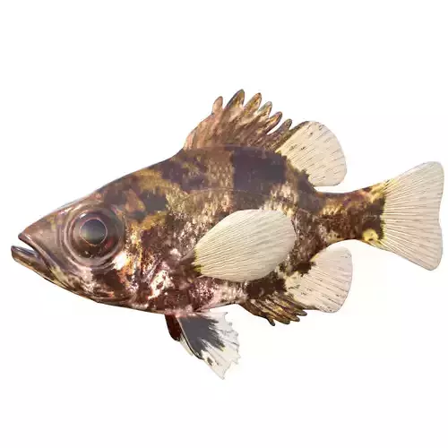 Shadow Bass