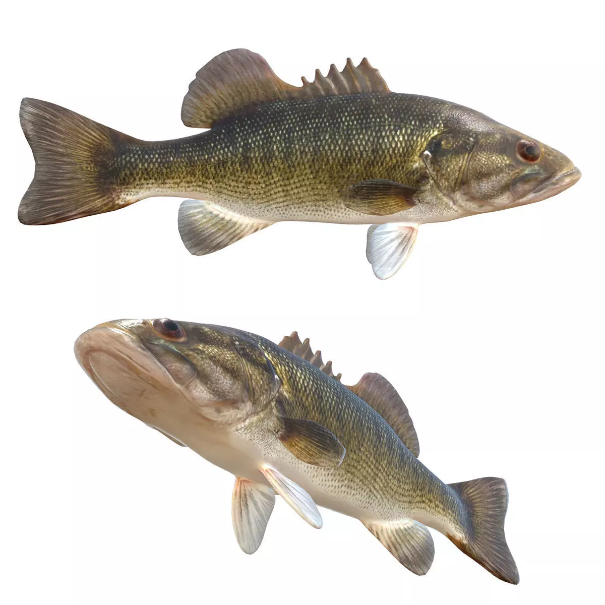 Shoal Bass Low-poly 3D model
